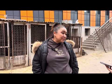 Видео: Переполненность приютов для животных