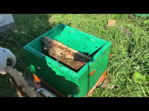 Видео: Пересаживаем пчел в новый улей