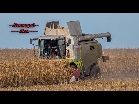 Видео: Обмолот кукурузы с Claas Tucano 570! Октябрь 2021!