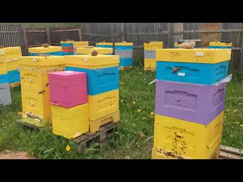 Видео: Пчеломатки 2025))