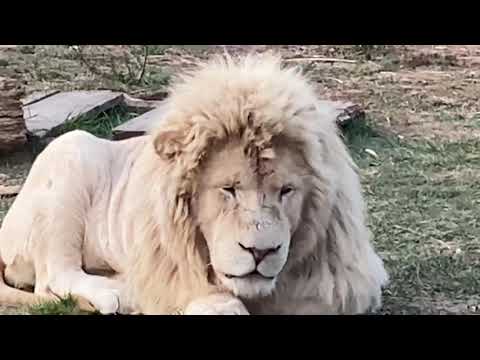 Видео: УХА-ХА-ТАЙКА ! Лев становится НА ЗАДНИЕ ЛАПЫ )))