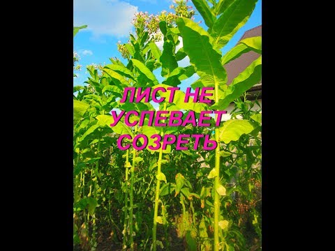 Видео: ЛИСТ НЕ УСПЕВАЕТ СОЗРЕТЬ - ЧТО ДЕЛАТЬ . № 87.