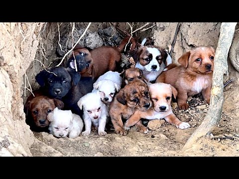 Видео: Прогулка по лесу и... 12 щенков?! Неожиданный поворот событий! 🐶🐕😘❤👍👍👍🐾👀