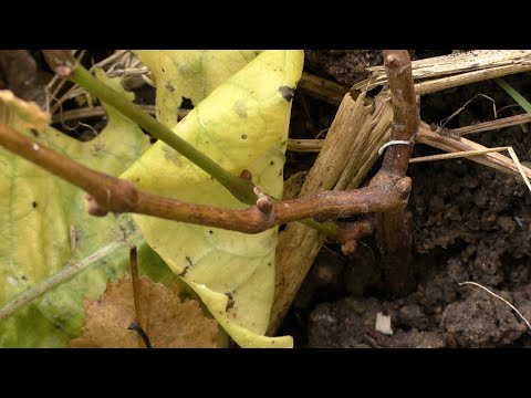 Видео: Не вызрели молодые посадки винограда. Что делать?