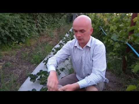 Видео: Как заставить клубнику давать больше усов.