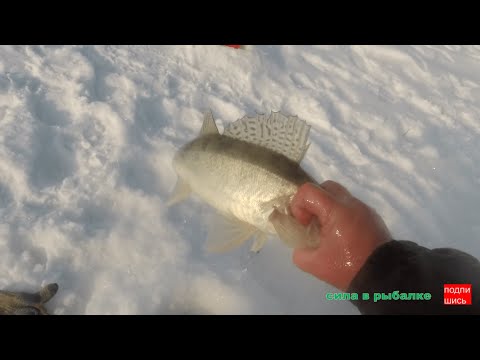 Видео: Ехали за карасëм, ловился только судак. СУДАК НА МОРМЫШКУ !!!