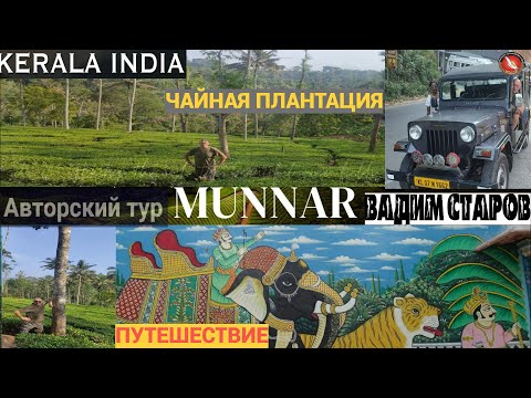 Видео: Чайные плантации Муннар. Вадим Старов путешествие по Индии, Керала. Сбор и заготовка черного чая.