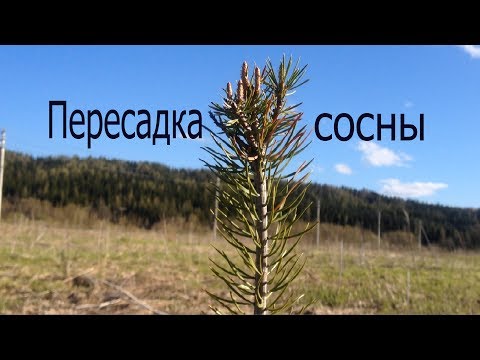 Видео: Простой способ пересадки саженцев сосны