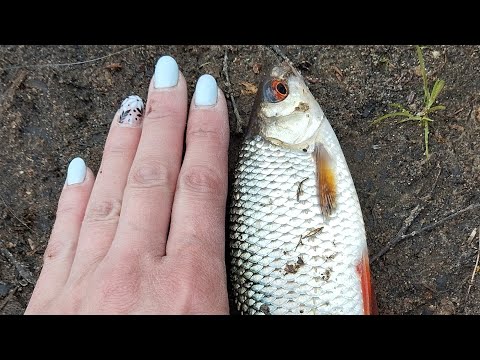 Видео: Рыбалка на Десногорском водохранилище 2025, ловим плотву и отдыхаем в палатке, майские на рыбалке