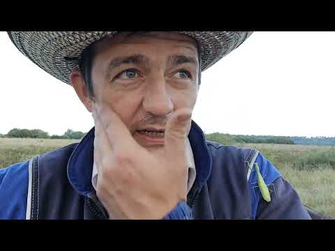 Видео: Почему мы так пилим мореный дуб.