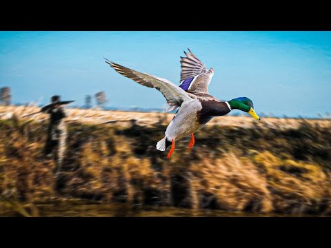Видео: САМАЯ КРАСОЧНАЯ ОХОТА НА УТКУ В ЭТОМ СЕЗОНЕ. Опять лисы