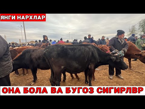 Видео: ХОРАЗМ  БОГОТ МОЛ БОЗОРИ 13-НОЯБРЬ  ОНА БОЛА ВА БУГОЗ СИГИРЛАР НАРХЛ