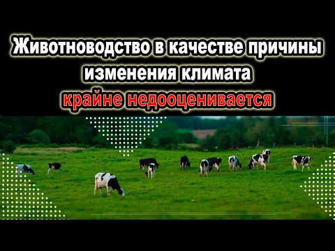 Видео: 93% климатического контента не связывают факты с животноводством