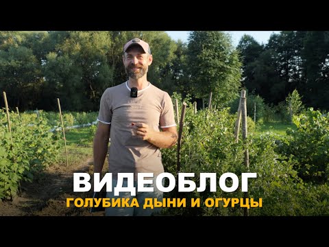 Видео: ВИДЕОБЛОГ: ОБЗОР СОРТОВ ГОЛУБИКИ. Мои арбузы и дыни меня радуют.