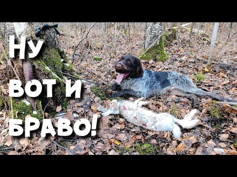 Видео: Охота на зайцев с Дратхааром, первый трофей добыт!