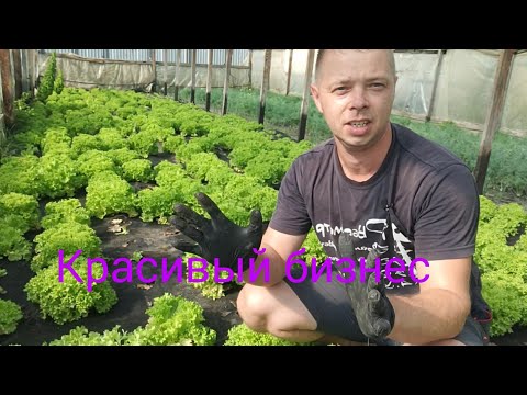 Видео: Первый раз сею салат в этом году. Сезон зелёного бизнес открыт💵💲💵💲