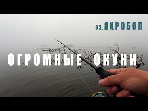 Видео: Огромные окуни на озере Яхробол