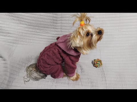 Видео: комбинезон с капюшоном для собаки вязаный спицами  росток