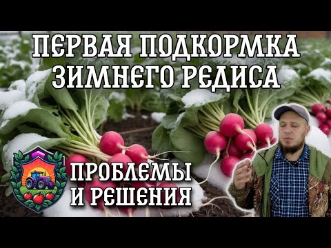 Видео: Как решить проблемы с ЗИМНИМ редисом: Первая подкормка