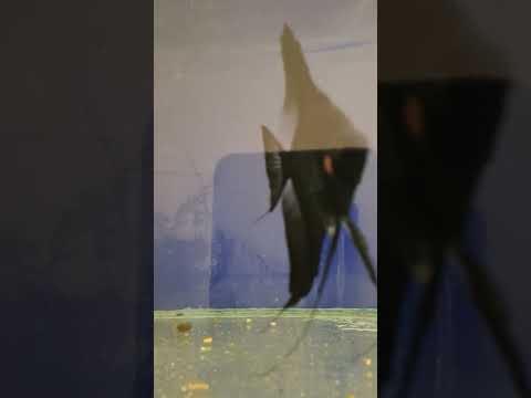 Видео: Хайвер от черните скаларии.Малки крибензиси и още ежедневие