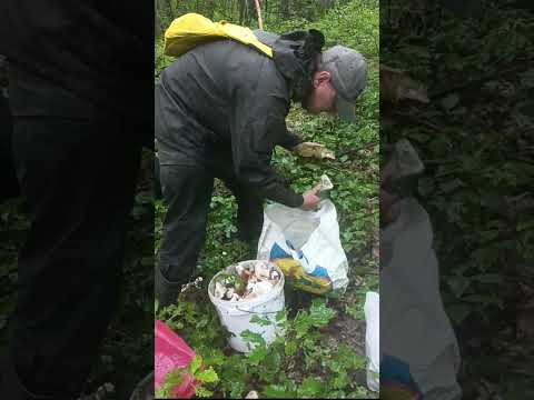 Видео: Рай у лісі,найбільше білих грибів що ми бачили,1000 білих за пів дня,це рекорд