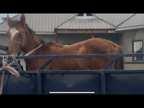 Видео: Санчолор кетти 