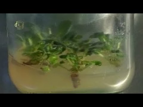 Видео: Общая биология. Микроклональное размножение растений