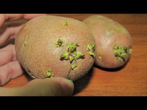 Видео: Готовим картофель к посадке  Советуют практики