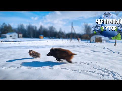 Видео: Циклон изменил все планы хуторян.Посреди весны оказались в сугробах.Коршун напал на наших кур.