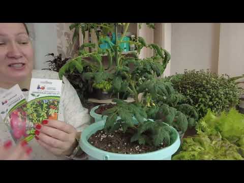 Видео: РАСТИМ БАЗИЛИК В ОБЫЧНОМ РАССАДНОМ ГОРШКЕ НА ПОДОКОННИКЕ ВСЮ ЗИМУ. Поглядите, как все просто!