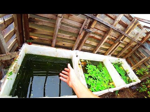 Видео: Забрал рыбку с теплицы