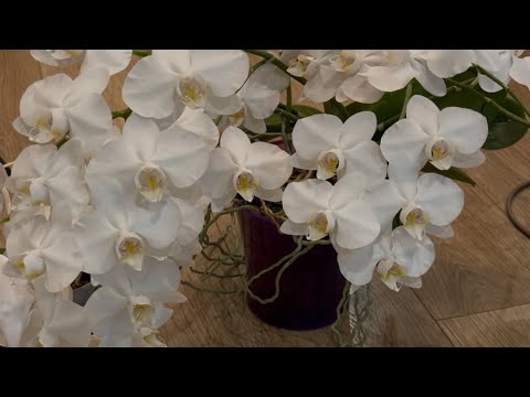 Видео: НИКАКИХ СЕКРЕТОВ 🙂 Орхидеи УМЕЮТ ТАК ЦВЕСТИ