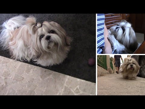 Видео: VLOG: Утро с ши тцу