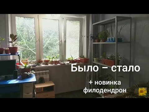 Видео: Комнатные растения🍀Новая обувь👟Филодендрон Медуза🐙Бесплатное улучшение освещения🌞Что сразу выросло🌱