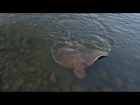 Видео: НАШЕСТВИЕ СКАТОВ! ЛОВИЛ, ЛОВИЛ КАМБАЛУ И ТУТ НАЧАЛОСЬ!