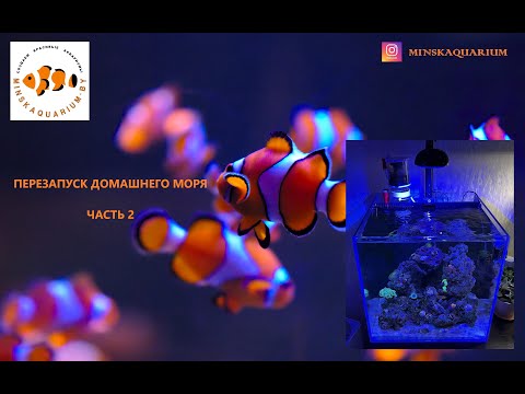 Видео: Перезапуск домашнего морского аквариума с задним сампом. Часть 2. Прошел месяц. Новые кораллы.