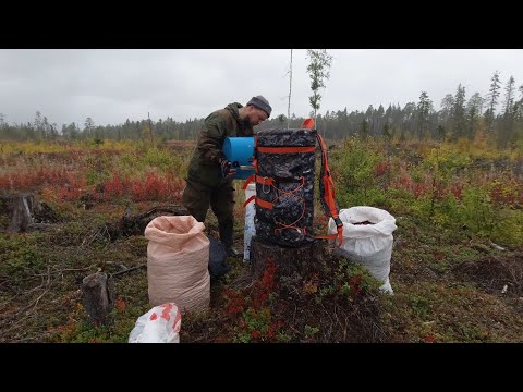 Видео: ЯГОДНИК ЗАБРЁЛ В ЦЕНТР МЕДВЕЖЬЕГО ПАСТБИЩА. ОПАСНЫЙ СБОР ЯГОД В ТАЙГЕ. ПО МЕДВЕЖЬИМ СЛЕДАМ. ПРОМЫСЕЛ