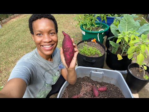 Видео: 🍠 Всё ещё покупаете сладкий картофель? Возможно, вы выращиваете его в контейнерах…