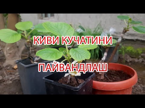 Видео: КИВИ КУЧАТИНИ ПАЙВАНД ҚИЛИШ. ПРИВИВКА КИВИ