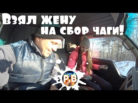 Видео: Взял жену на сбор чаги!