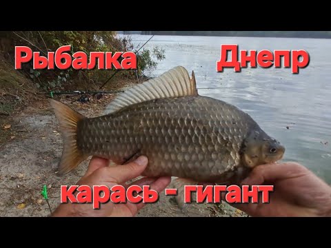 Видео: Рыбалка Днепр. Это Слон а не Карась. Улов Шокировал.
