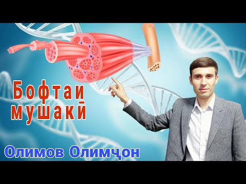 Видео: Бофтаи мушаки| ММТ Биология| Олимов Олимҷон.