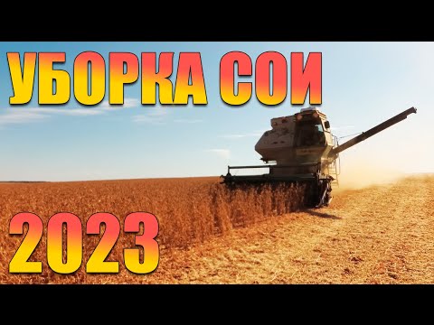 Видео: Уборка сои 2023г