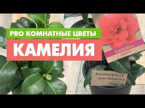 Видео: Комнатное растение Камелия и уход за ней | Как ублажить капризную красотку - с ней можно подружиться