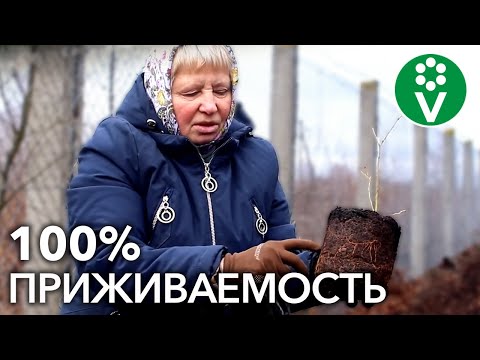 Видео: Посадка ГОЛУБИКИ И РОДОДЕНДРОНА. Обязательно подготовьте ТАК саженцы перед посадкой!