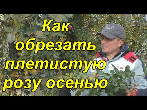 Видео: Обрезка плетистой розы осенью. Уход за розами осенью.