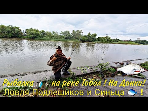 Видео: Рыбалка 🎣 на реке Тобол ! На Донки Крокодил 🐊! Ловля Подлещиков и Синьца 🐟! Новая рыба на реке.