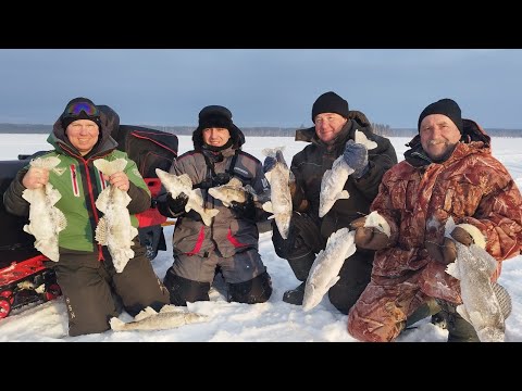 Видео: Жор судака .В конце рыбалки нашел ту самую лунку с судаками