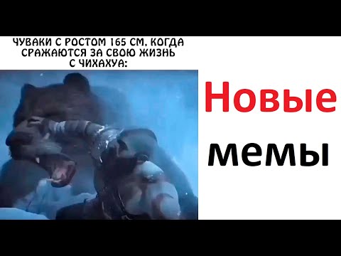Видео: Лютые МЕМЫ. Сражение с чихуа