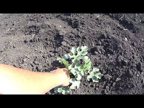 Видео: Півгектара кавуна без правил.